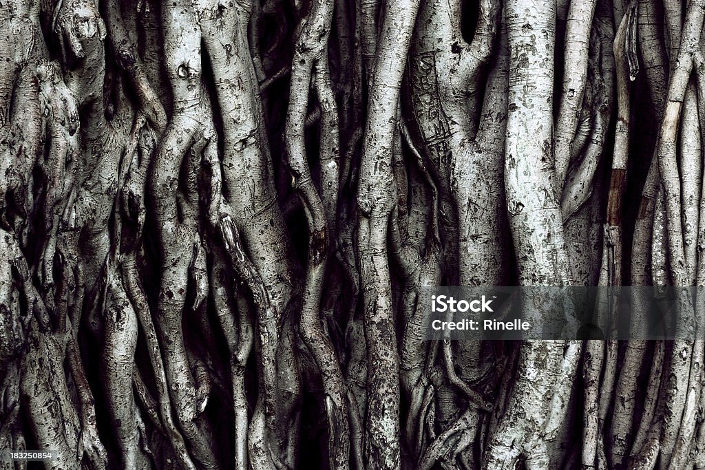 木に根 - 根のロイヤリティフリーストックフォト