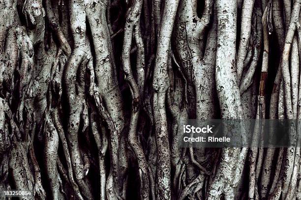 木に根 - 根のストックフォトや画像を多数ご用意 - 根, 不吉, 樹木
