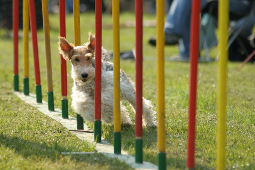 Fox Terrier coming through slalom obstacle in agility competition