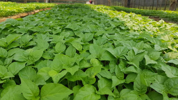 istock background of chili plant seeds 1832509251