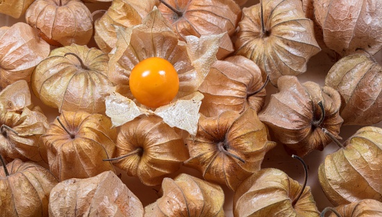 A close-up of a collection of small, physalis plants
