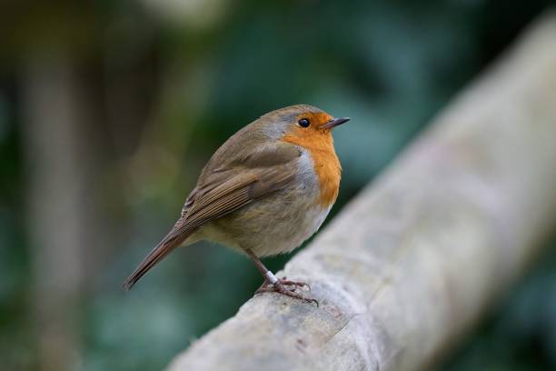 istock Robin bird perched atop a weathered wooden fence post. 1832509836