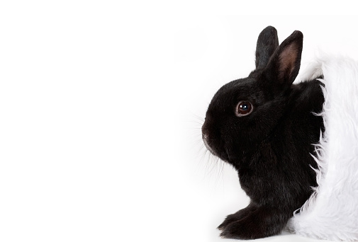 Black little Rabbit isolated on white background, Copy space