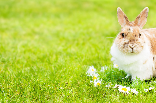 Cute rabbit sitting on brick wall and green field spring meadow / Easter bunny hunt for easter egg on grass and flower outdoor nature background