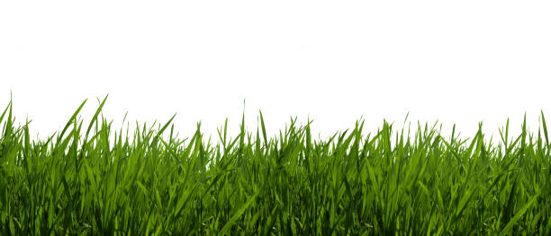 istock Natural grass illuminated by the sun 183251190