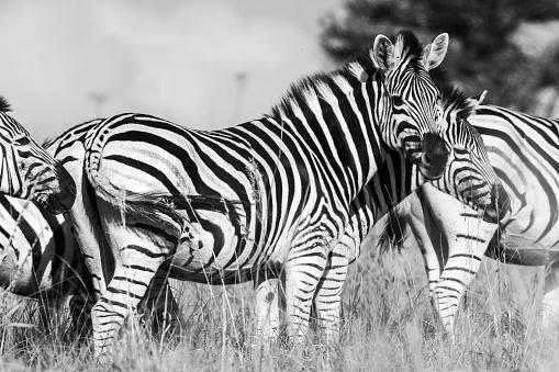 Group of Grevy's zebras in Samburu national reserve, North Kenya