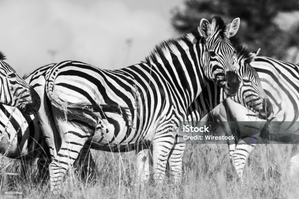 Fotografie în tonuri de gri cu zebre stând în iarbă înaltă. - Fotografie de stoc Alb şi negru fără redevențe Fotografie în tonuri de gri cu zebre stând în iarbă înaltă. - Fotografie de stoc Alb şi negru fără redevențe