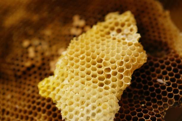istock Close-up of multiple honeycombs filled with a yellow, syrupy substance 1832511980