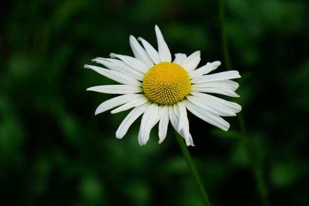 istock Single white daisy blooming in a lush green grassy field, illuminated by warm sunlight 1832512383