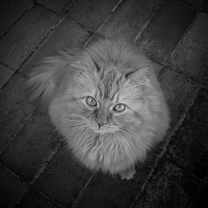 A black and white shot of Main Coon cat looking up.