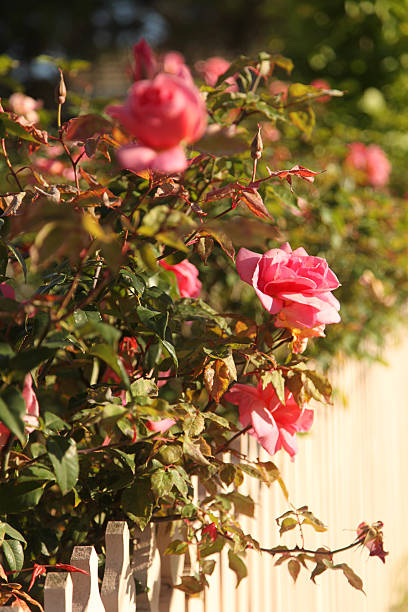 istock Roses in the garden 183251334