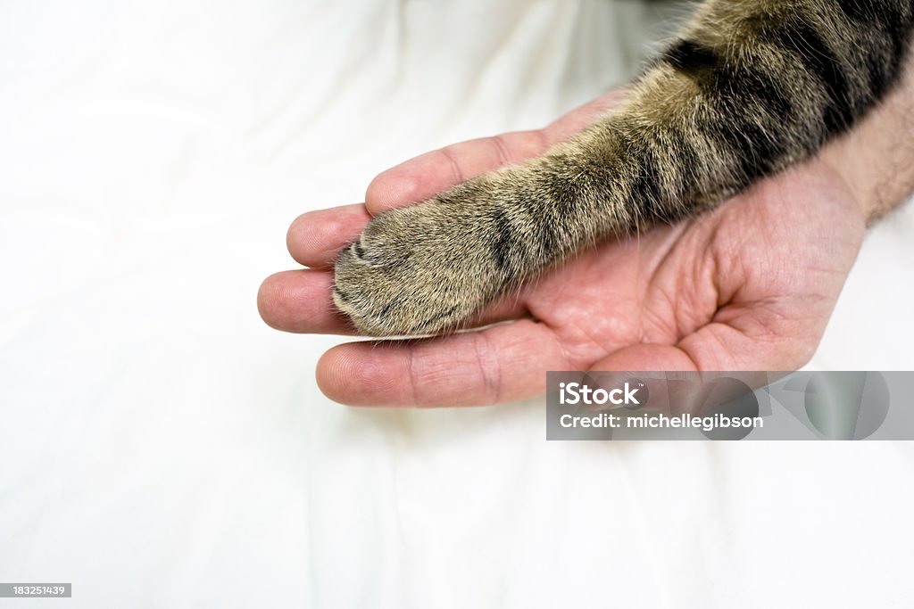 Amor para gatos - Royalty-free Abstrato Foto de stock