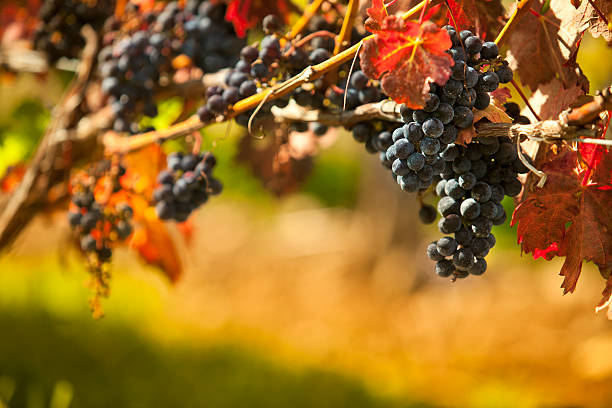 vignoble de raisin sur la vigne - vineyard california napa valley vine photos et images de collection