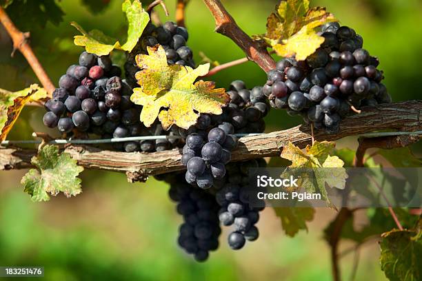 Grapes On A Winery Vine Stock Photo - Download Image Now - Abundance, Agriculture, Alcohol - Drink