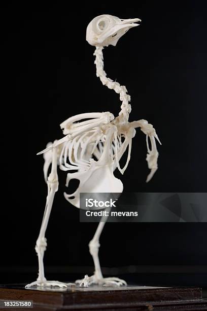 Скелет Птица — стоковые фотографии и другие картинки Скелет животного - Скелет животного, Птица, Анатомия