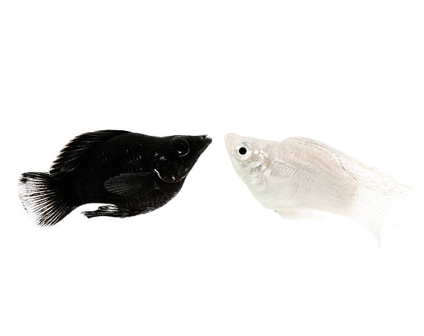 same race different colors