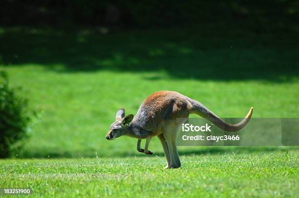 Foto de Kangaroo e mais fotos de stock de Austrália - Austrália, Canguru, Horizontal