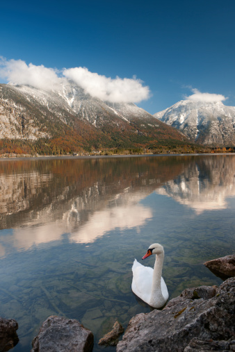 Swans infront of a Mountain Panorama - Austrian Alps (XXXL). Afternoon sun. Shot with Polarizer + Warm 85 filter.