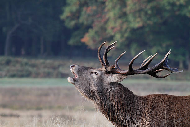 istock Red deer stag in rut roaring for attention 183252519