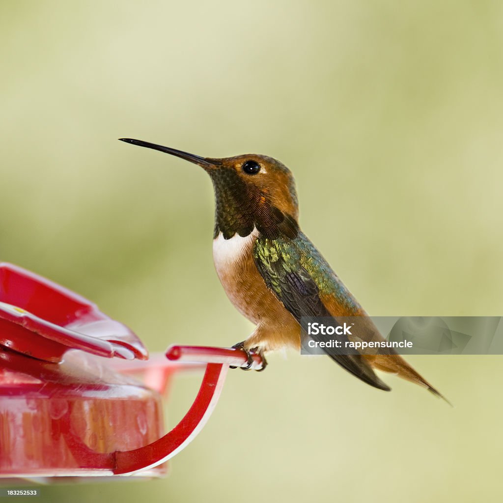 colorful hummingbird Close up of a Anna's Hummingbird perched on a feeder on a blue sky background. Rufous Hummingbird Stock Photo