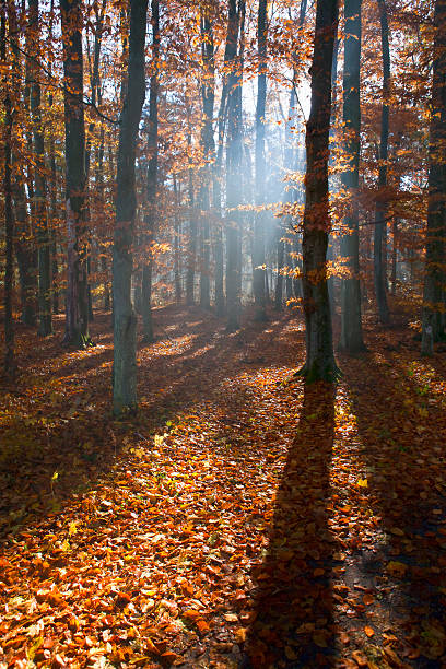 istock Foggy morning in autumn forest. 183252651