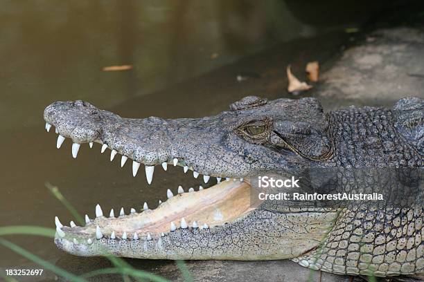 Krokodil Stockfoto und mehr Bilder von Australien - Australien, Echte Krokodile, Leistenkrokodil
