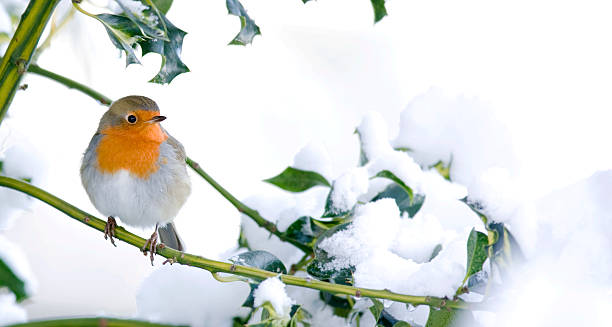 istock Robin in a Snow Covered Holly Bush 183252854