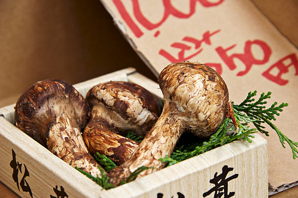 matsutake 버섯 (파인에서 버섯 찜 - 송이버섯 뉴스 사진 이미지