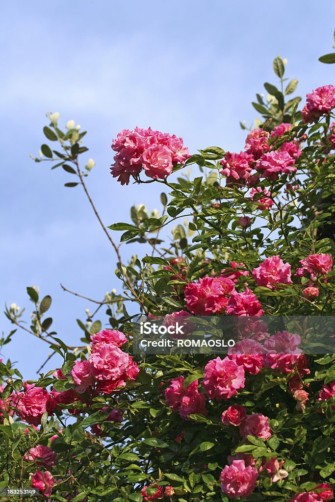 Rosa bush - Foto stock royalty-free di Aiuola