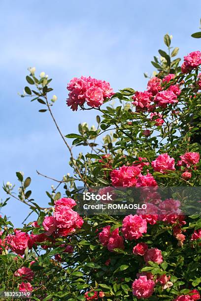 Rosa Bush - Fotografie stock e altre immagini di Aiuola - Aiuola, Ambientazione esterna, Bellezza