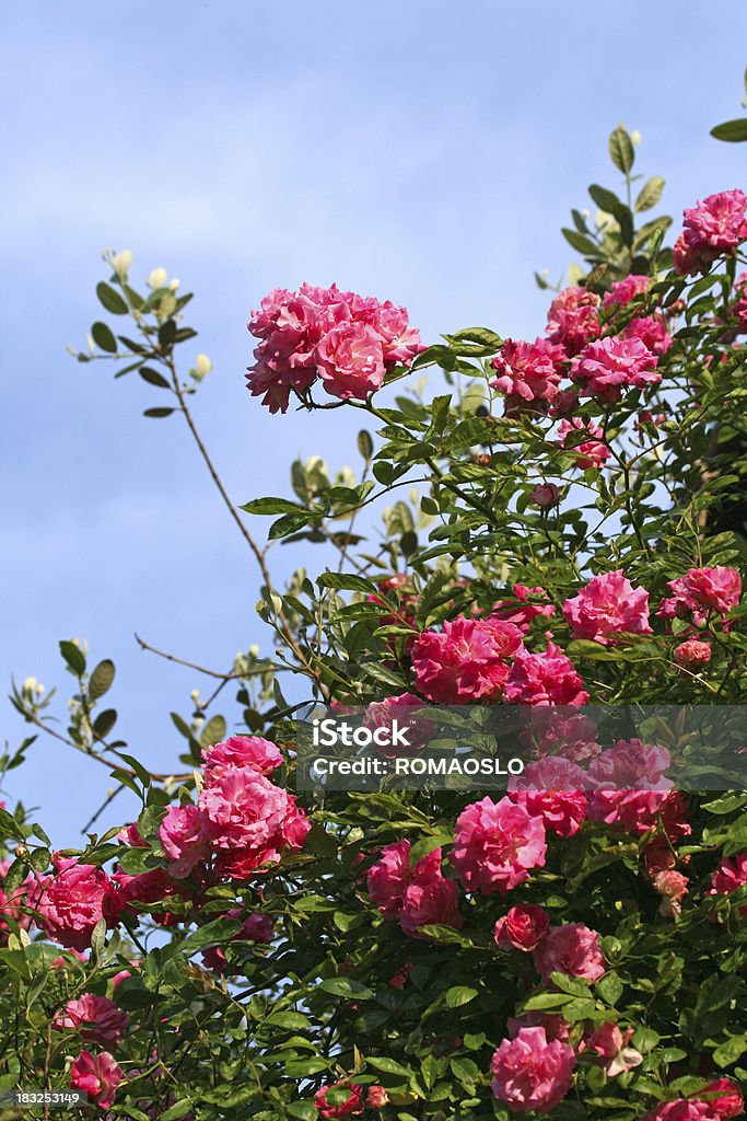 Pink Rose bush - Zbiór zdjęć royalty-free (Czas)