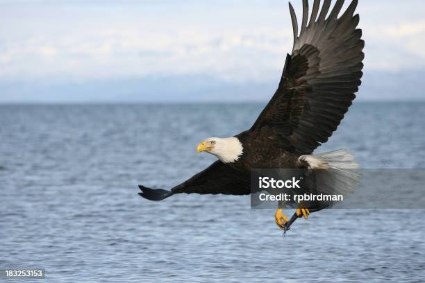 대머리독수리 깃털에 대한 스톡 사진 및 기타 이미지 - 깃털, 날기, 동물