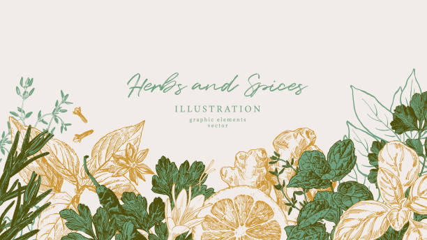 Herbs and Spices horizontal border, culinary banner Hand drawn illustrations of spices and culinary herbs. Graphic elements for cook book design, restaurant menu and recipe sheets. Botanical and culinary illustration chili pepper border stock illustrations