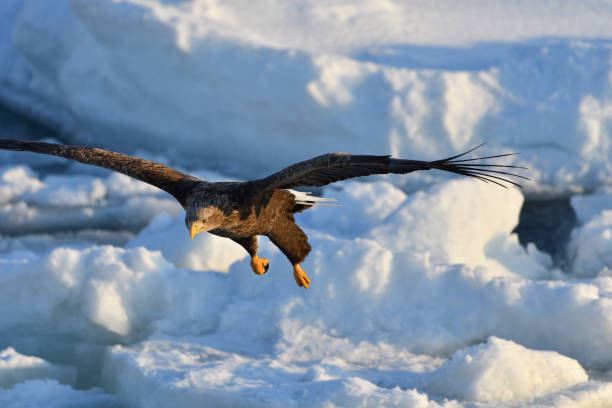 istock Bird watching with floating ices in winter 1832535646