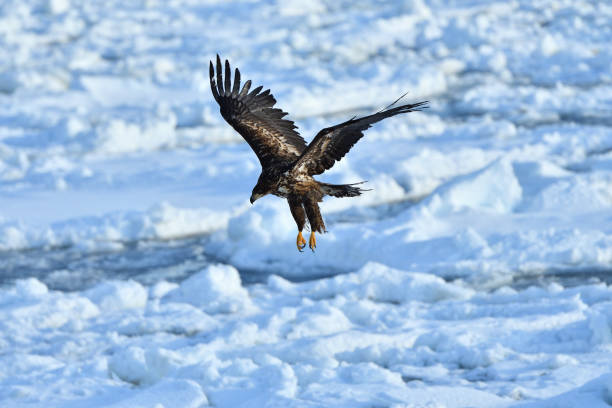 istock Bird watching with floating ices in winter 1832536760