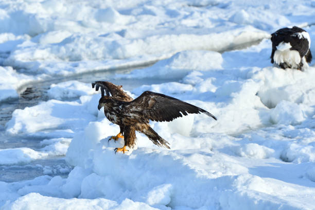 istock Bird watching with floating ices in winter 1832537109