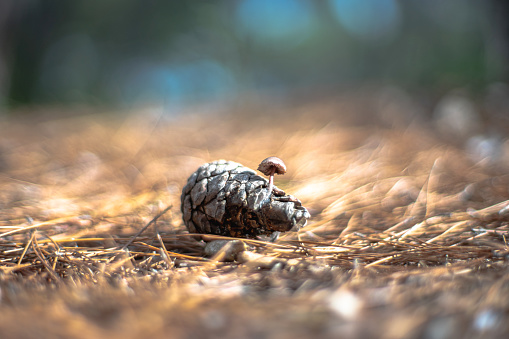 View of a mushroom grown on the pine cone in forest.
