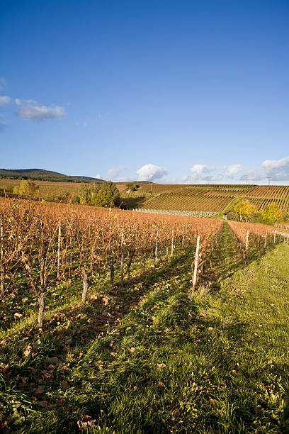 istock Vineyards at Rheingau, Germany 183254261