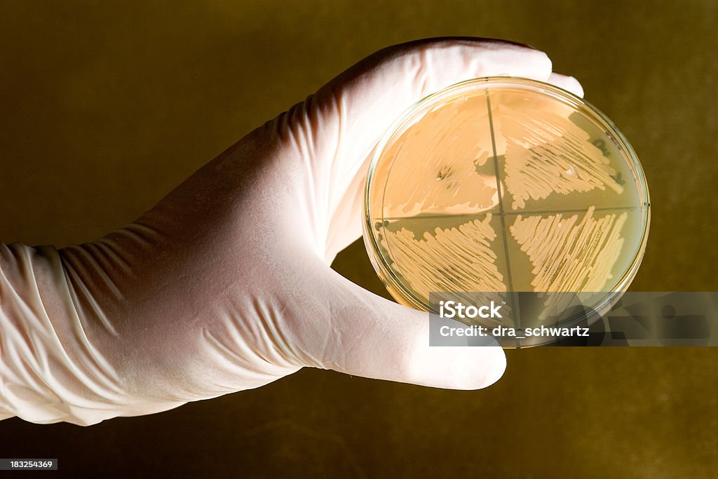 Бактериальный пластинкой - Стоковые фото Исследование роялти-фри