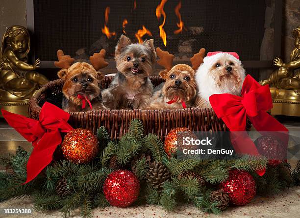 Four Yorkies In Basket Decorated For Christmas Season Stock Photo - Download Image Now