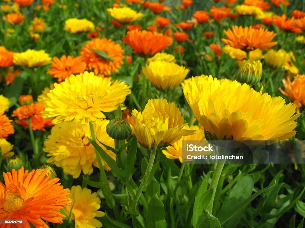 Calendula officinalis Blüten - Lizenzfrei Alternative Medizin Stock-Foto