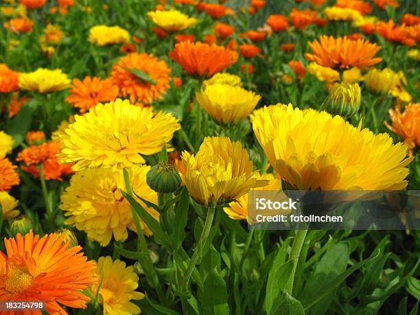 Calendula Officinalis Blüten Stockfoto und mehr Bilder von Alternative Medizin - Alternative Medizin, Aufrechte Studentenblume, Feld