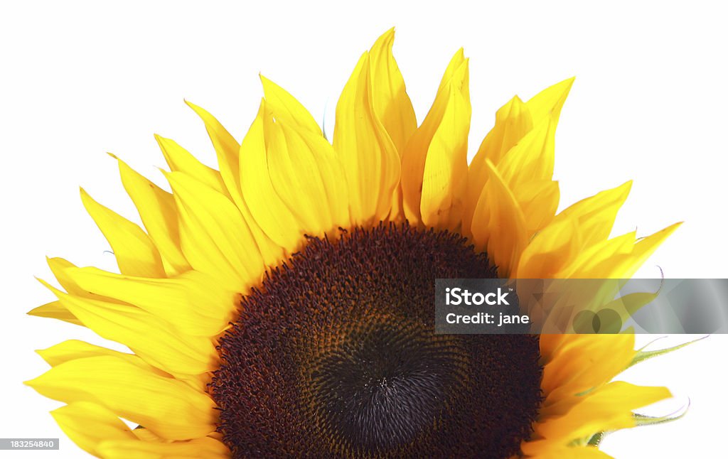 Sunny A sunflower rising from the bottom. Beautiful People Stock Photo