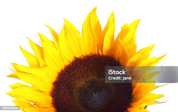 Sunny Stock Photo - Download Image Now - Beautiful People, Beauty, Bright