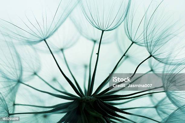 Dandelion Seed Stock Photo - Download Image Now - Back Lit, Beauty In Nature, Blue