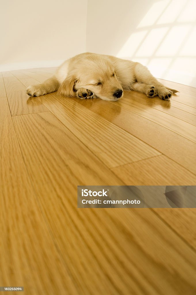 Niedlichen Welpen Schlafen auf einem Holzboden - Lizenzfrei Hund Stock-Foto