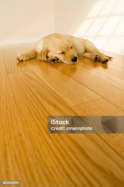 かわいい子犬寝室エリアには硬質の木製フロアー - 犬のストックフォトや画像を多数ご用意 - 犬, フローリング, 眠る