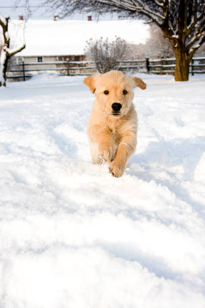 istock A tan puppy running in the snow 183255104