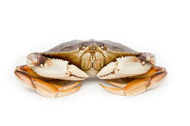 Front view portrait of a live Dungeness Crab.