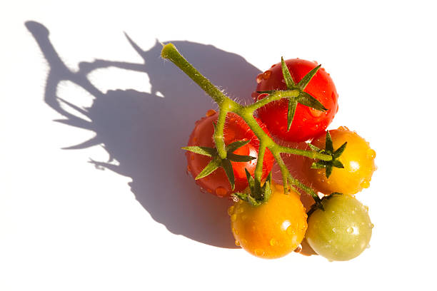Fresh Cherry Tomatoes Wet With Morning Dew in Sunlight